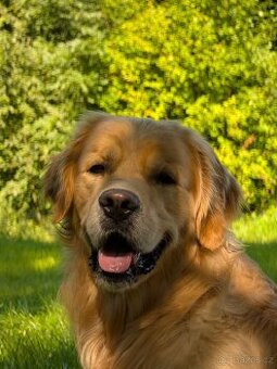 Zlatý retrívr ke krytí s PP