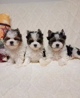 Jorkširský teriér yorkšírský teriér mini BIEWER ❤️❤️