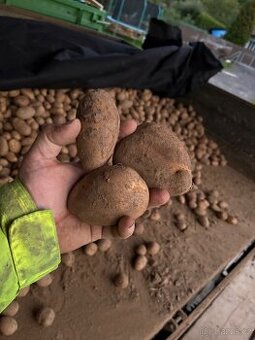 Brambory na uskladnění