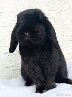 Volná samička - Anglický Zakrslý Beránek MiniLop🍑