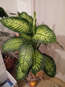 Dieffenbachia / Difenbachie 110