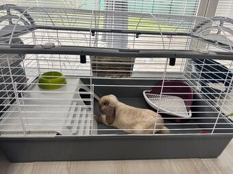 Zakrslý beránek - minilop