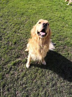 Zlatý retrívr - krytí