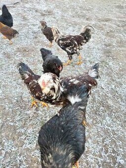 Kohoutci orlovka pestrá a černá