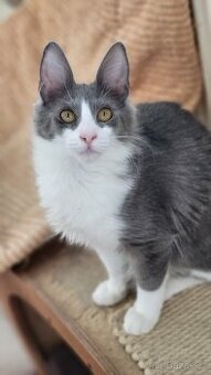 Turecká angora s PP - koťátka