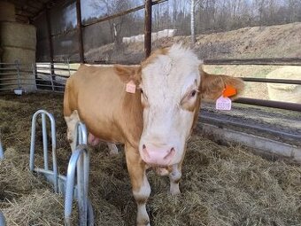 Plemenný býk Simentál