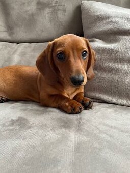 jezevčík hladkosrstý trpasličí