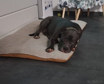 American Bully XL originální původní krev rodokmen ABKC USA