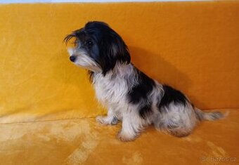 Biewer - pejsek bez pp