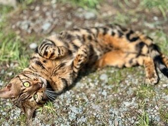 Bengálský kocour ke krytí