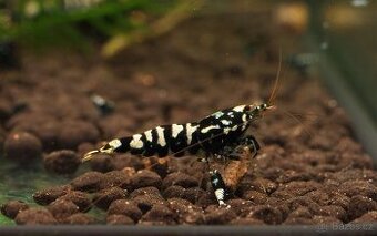 Krevetky Caridina black galaxy