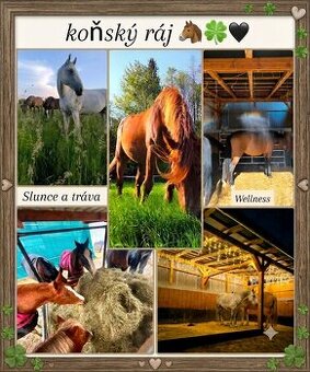 Pastevní volnè ustájení