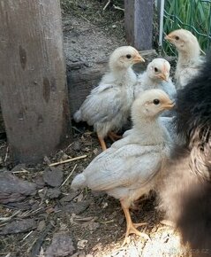 Prodám 5 kuřat vlašky šedé oranžovokrké