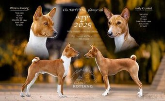 BASENJI - plánovaný vrh 2025