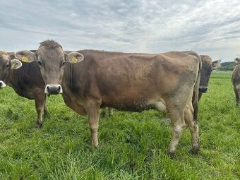Krávy brown swiss 100% z ekologického zemědělství