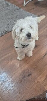 Bishon havanese holcicka - 1