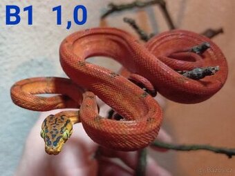 Corallus hortulanus CB 9/24 - 1