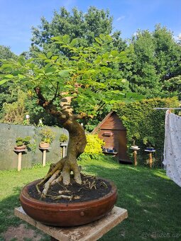 Bonsaj,bonsai Jasan Ztepilý