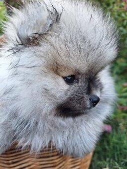 Pomeranian - štěňátko pejsek