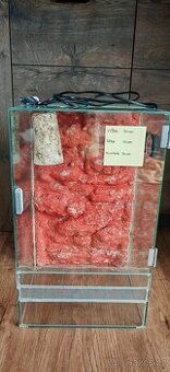 Prodej terária 50x30x30 - 1