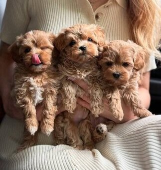 Maltipoo