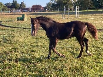 Welsh cob D - atraktivní zbarvení- black smoky