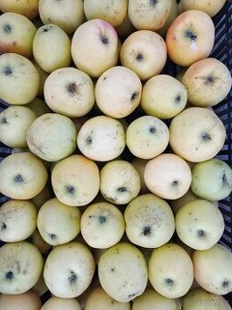 Trhaná jablka ze zahrady