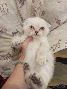 Krásný kocourek skotský klapouchý