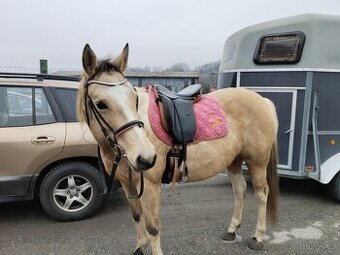 Drezurní sedlo Patrick Stamm