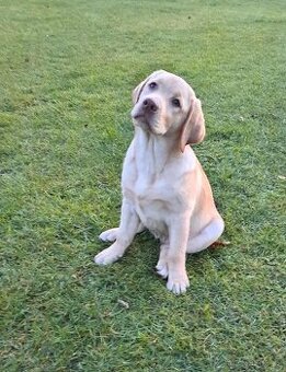 Labradorský retrívr s PP - 1