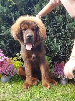 Tibetská doga štěňátka s PP (průkazem původu)