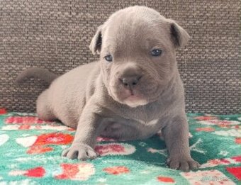 Stafordšírský bulteriér