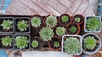 SKALNIČKY 1-15 ks PRODÁM