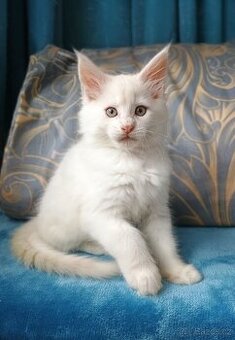 Mainská mývalí s PP