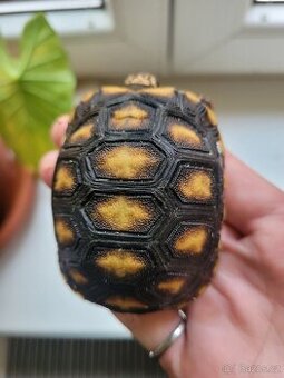 Želvičky uhlířské