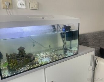 Prodám akvárium s rybičkami