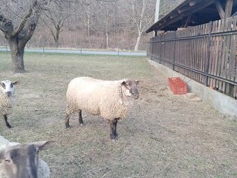 Sufolk X berichon du cher