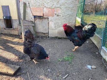 Barneveldka hneda dvojlemovana NV