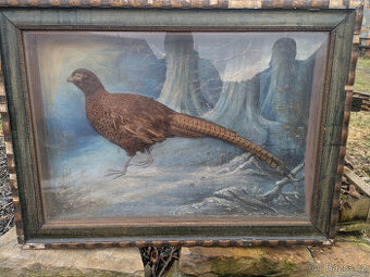 Půlvycpávka s bažantem