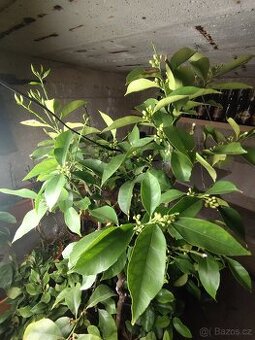 Citrus lemon