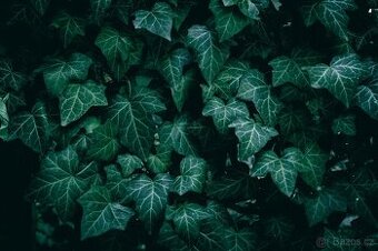 Hedera helix brectan zeleny i panosovany list
