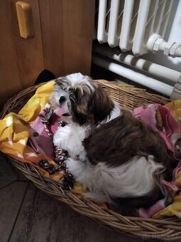 Prodám pejska shi tzu