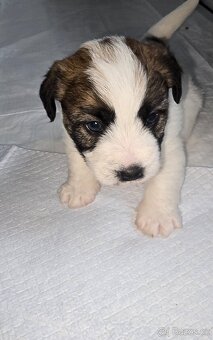 Jack Russell terier