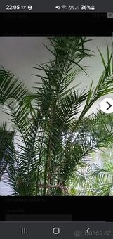 prodám Palmu Phoenix canariensi