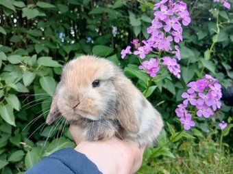 Kouzelná Miminka - Anglický Zakrslý Beránek MiniLop...