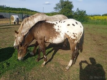 Klisna Appaloosa
