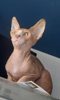 Kanadský Sphynx - Nam - nabídka krytí