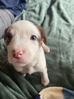 Americký Pitbulteriér X Border kolie