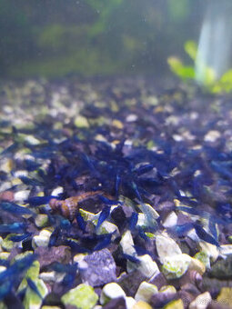 krevetky neocaridina