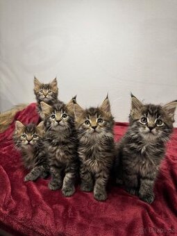 Mainská mývalí kočka / Maine Coon koťata